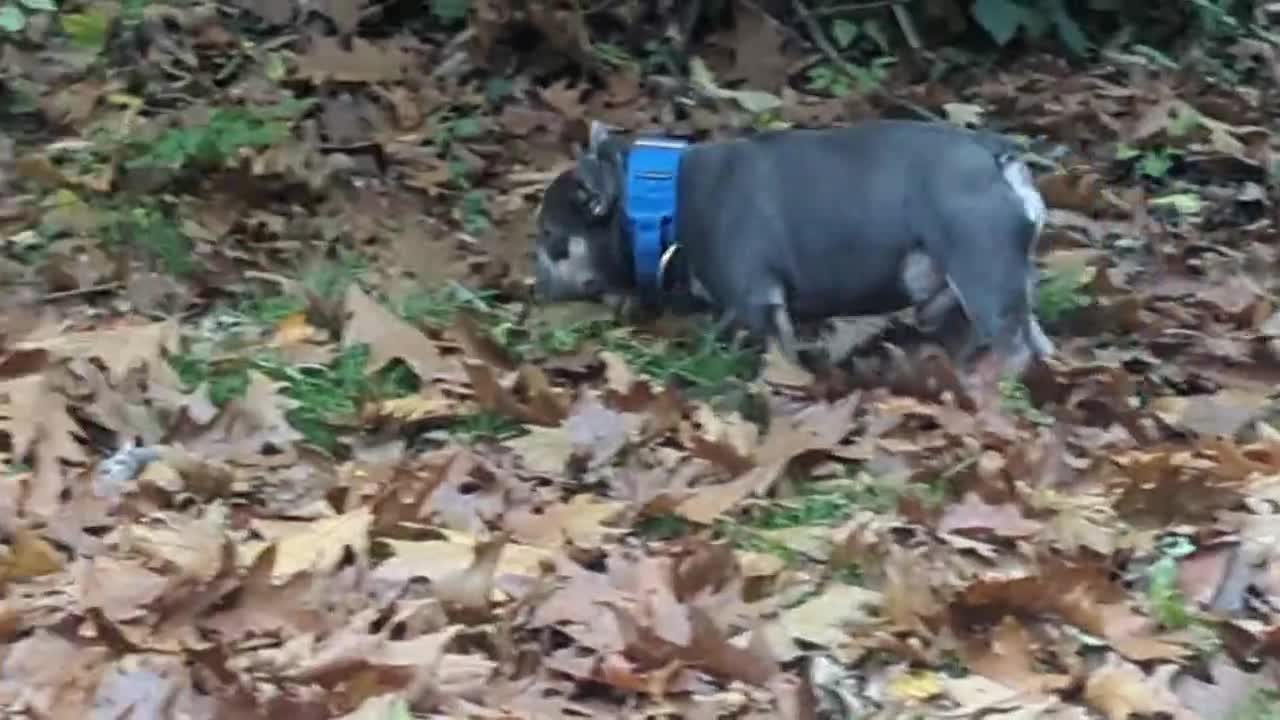 French Bulldog dogs for stud: Smallest proven micro stud in the uk - Video 4