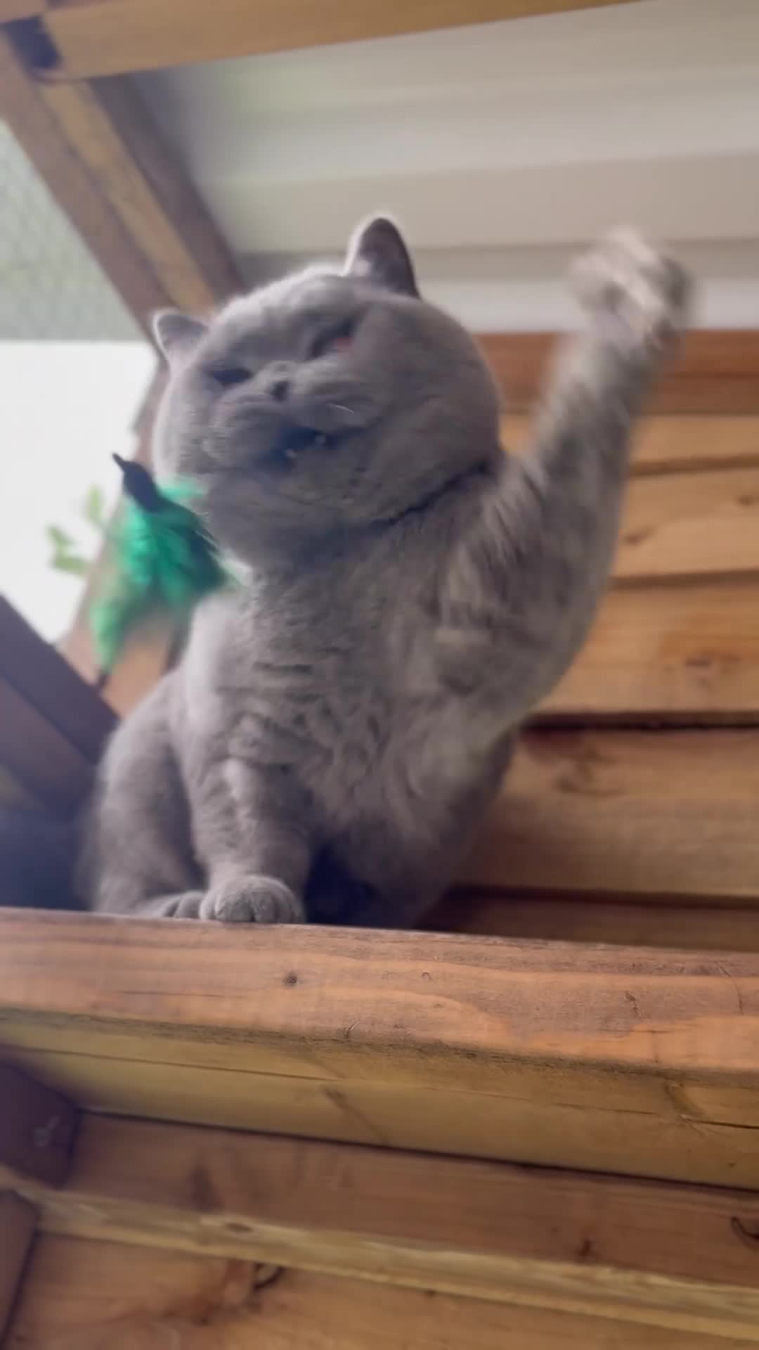 British Shorthair cats for sale: ✨ GCCF BEAUTIFUL KITTENS ✨ - Video 2