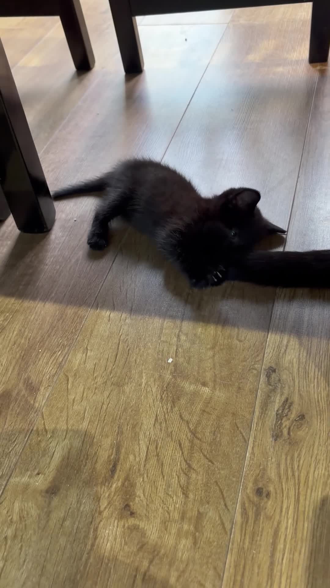 Mixed Breed cats for sale: British shorthair x Bombay dwaf kitten - Video 1