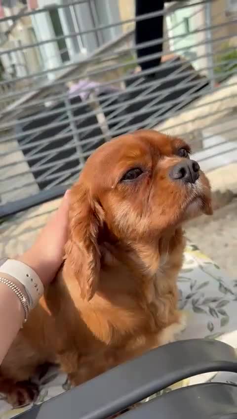 Cavalier King Charles Spaniel dogs for sale: Most loveliest caring, Female CKC Spaniel - Video 4