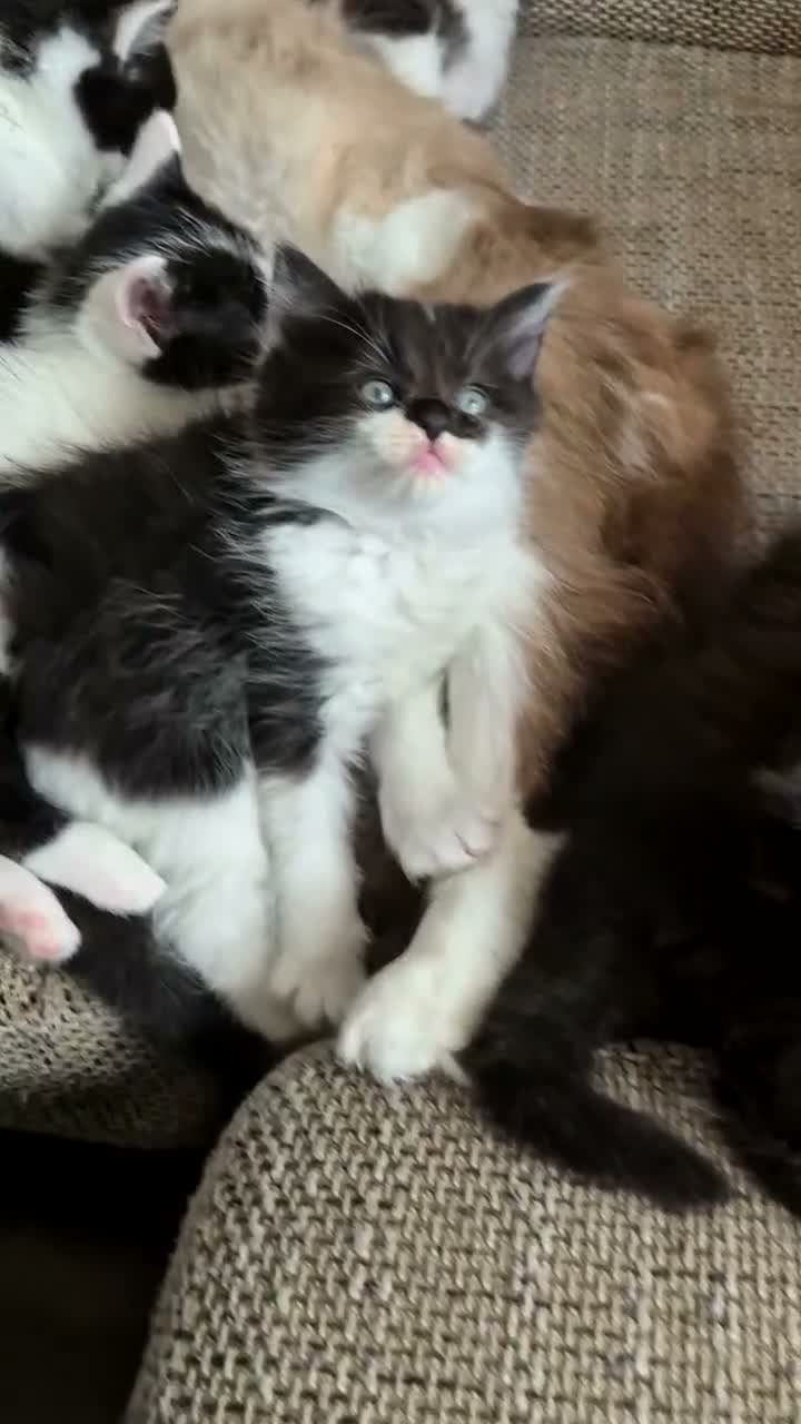 Mixed Breed cats for sale: Cross ragdoll  - Video 2