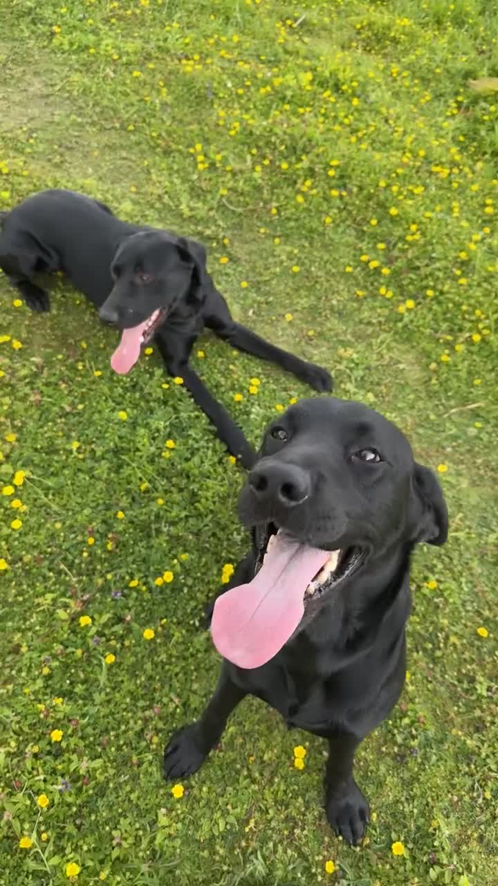Labrador Retriever dogs for stud: Labrador for stud - Video 1