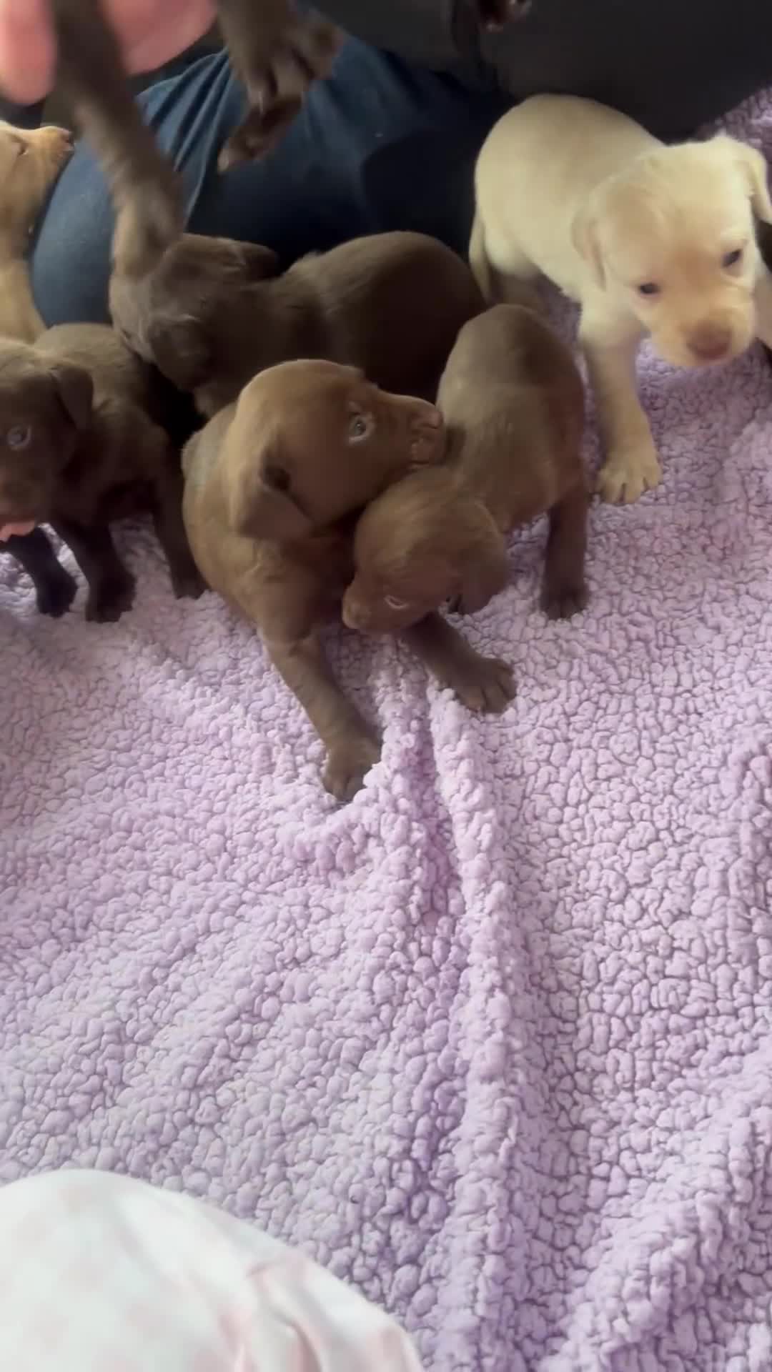 Labrador Retriever dogs for sale: KC Labrador puppies - Video 1
