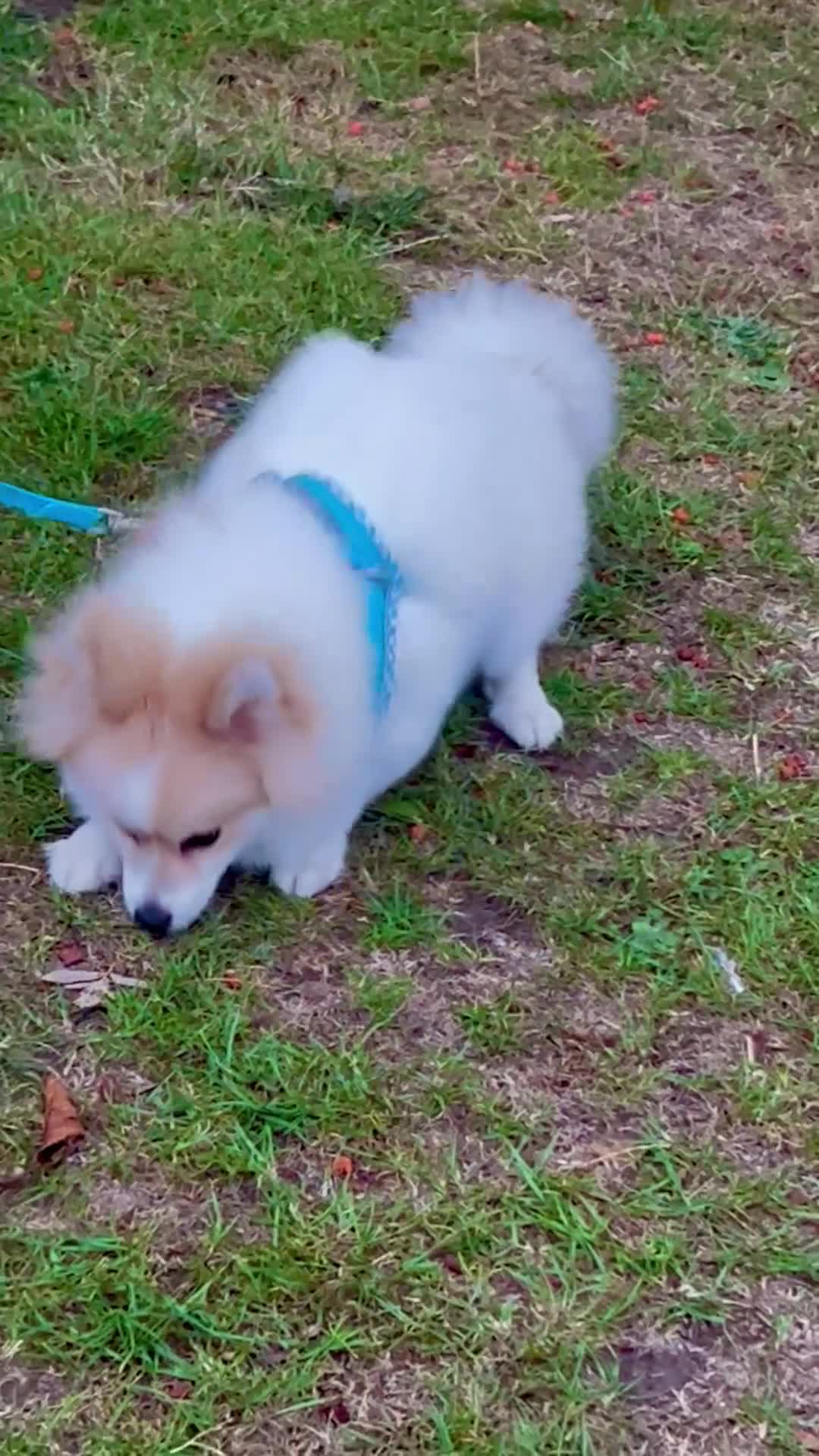 Pomeranian dogs for sale: 🐶 🐾  Adorable Purebred Pomeranian Boy  🐾  🐶 - Video 2