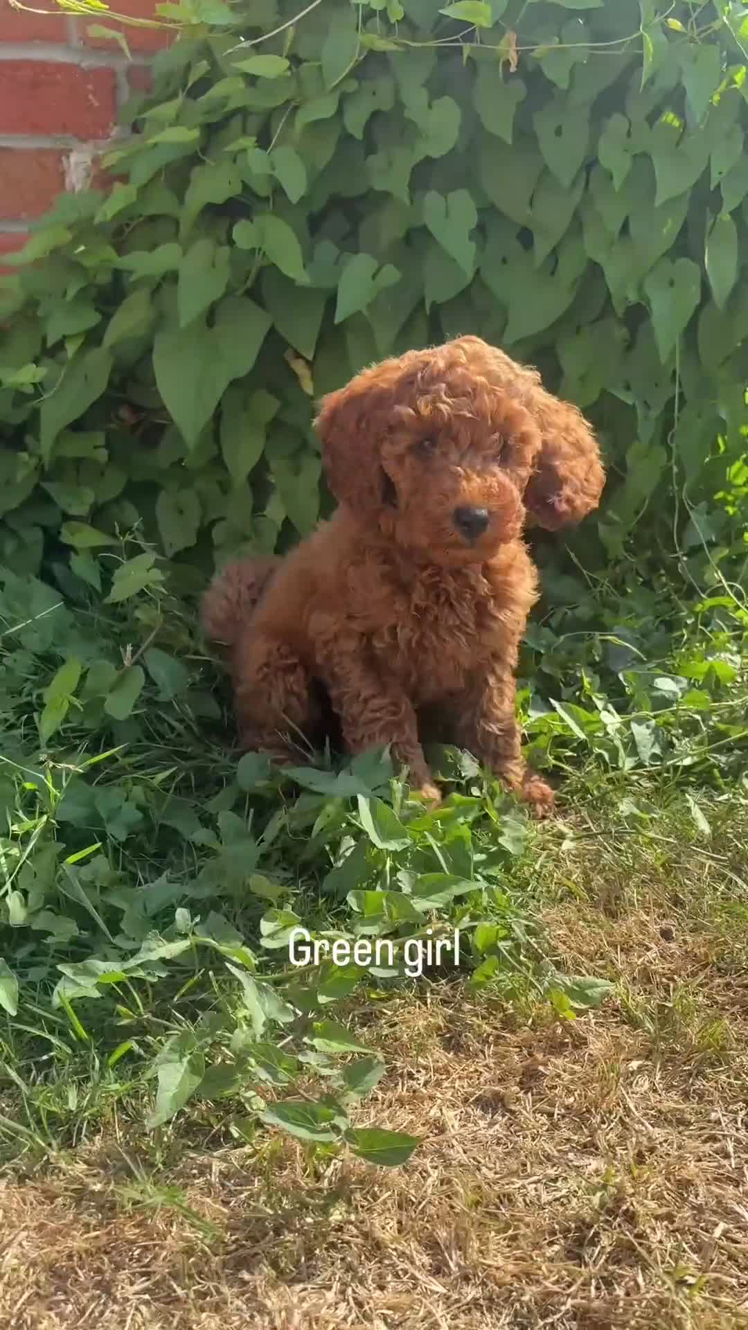 Cockapoo dogs for sale:  All puppies now rehomed 🐾🐾🐾 - Video 3