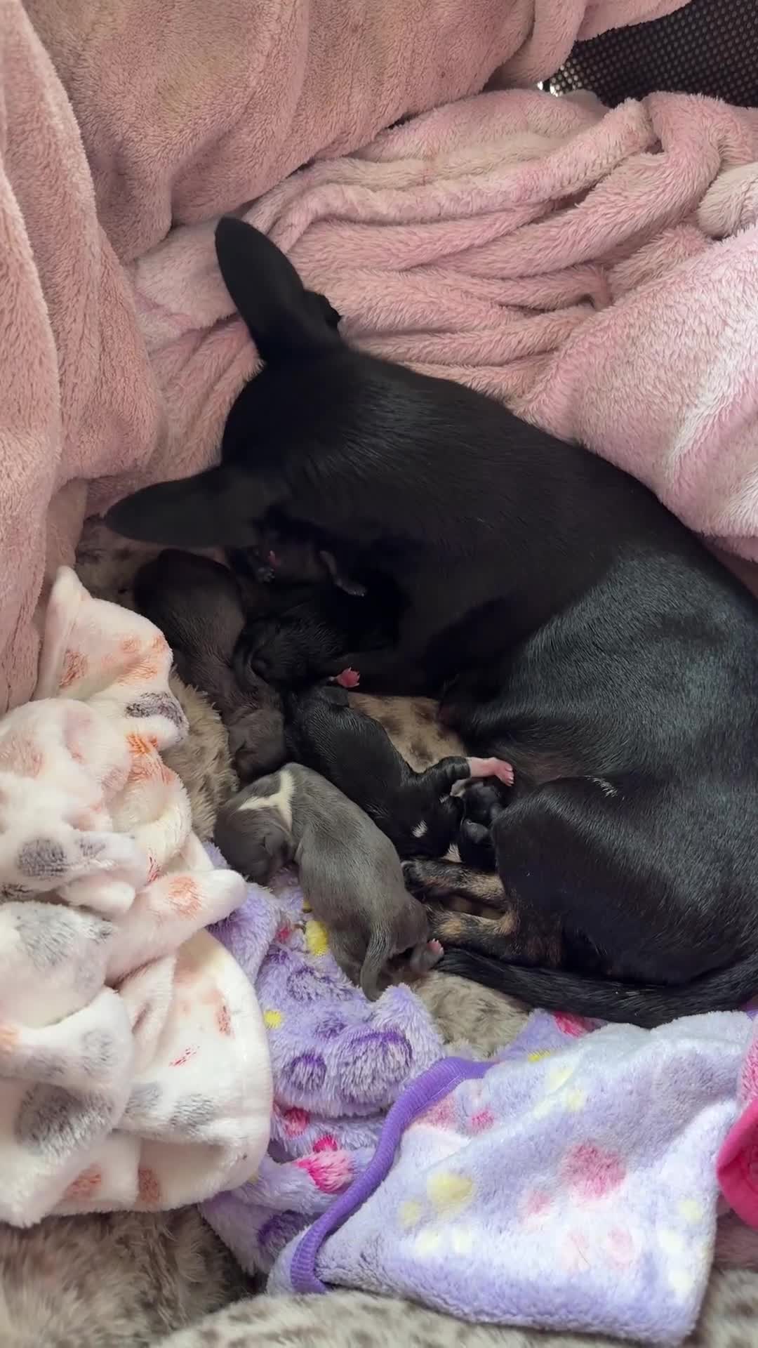 Chihuahua dogs for sale: ✨ Lilac Baby Girl with blue eyes  - Video 2