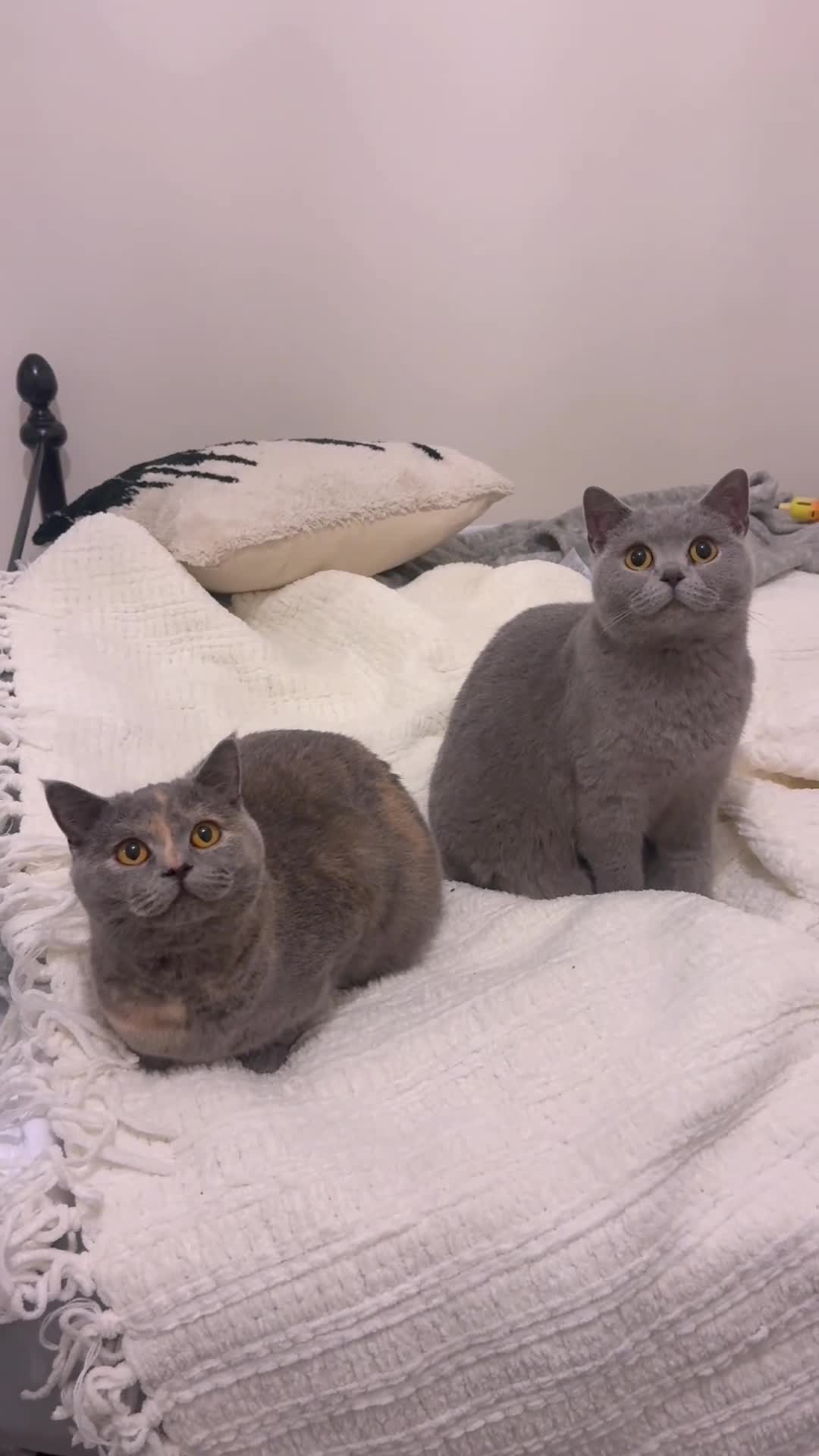 British Shorthair cats for sale: WILLOW — Beautiful British Shorthair Girl  - Video 1