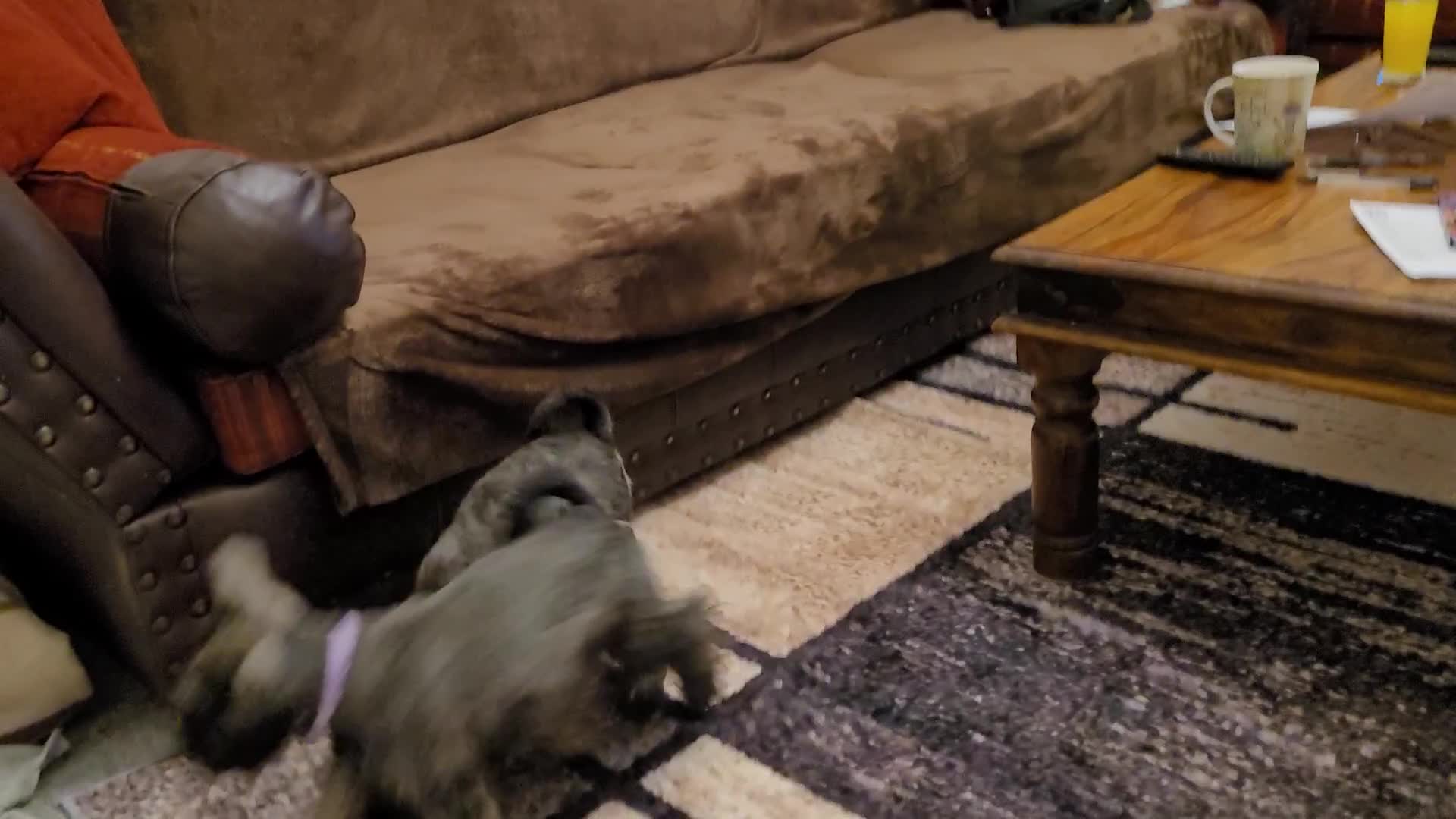 Miniature Schnauzer dogs for sale: Vaccinated and health Checked Mini Schnauzer Pups - Video 1