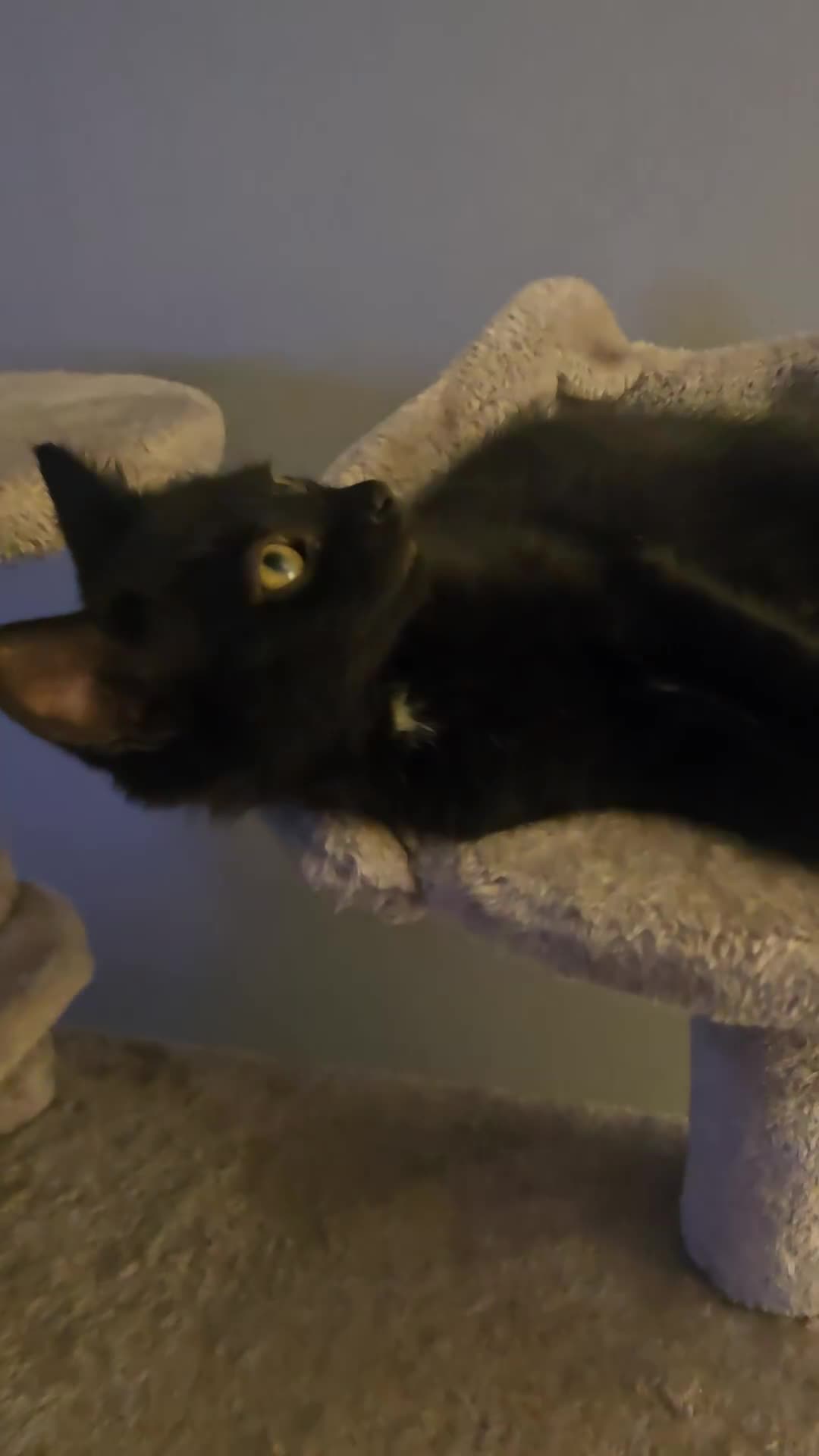 Mixed Breed cats for sale: Black tabby cats - Video 2