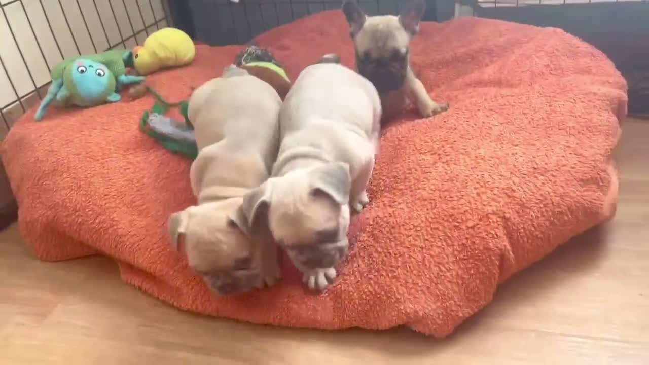French Bulldog dogs for sale: Exquisite French Bulldog Puppies - Video 1