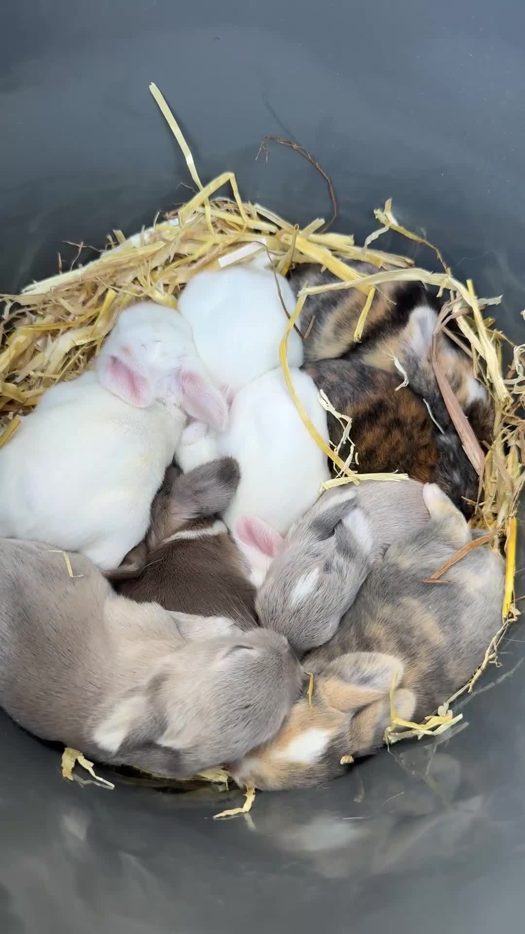 Mixed Breed rabbits for sale: Rabbits looking for new home in Dunstable - Video 1
