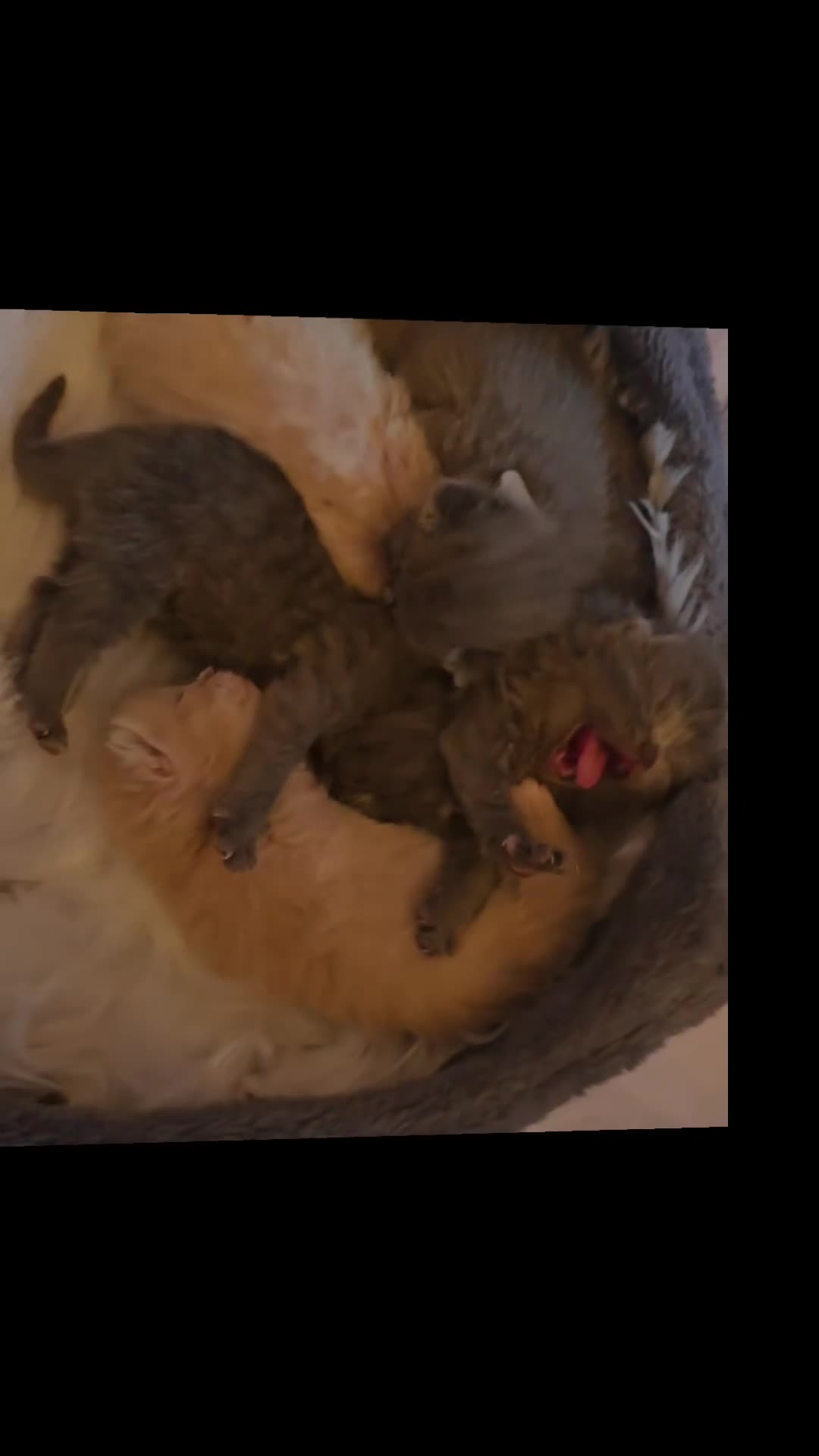 British Shorthair cats for sale: A charming kitten will be available in December. - Video 3