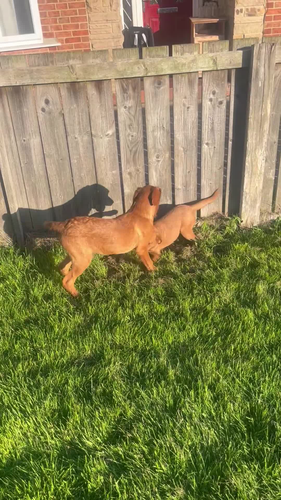 Labrador Retriever dogs for sale: KC working Labradors  - Video 1