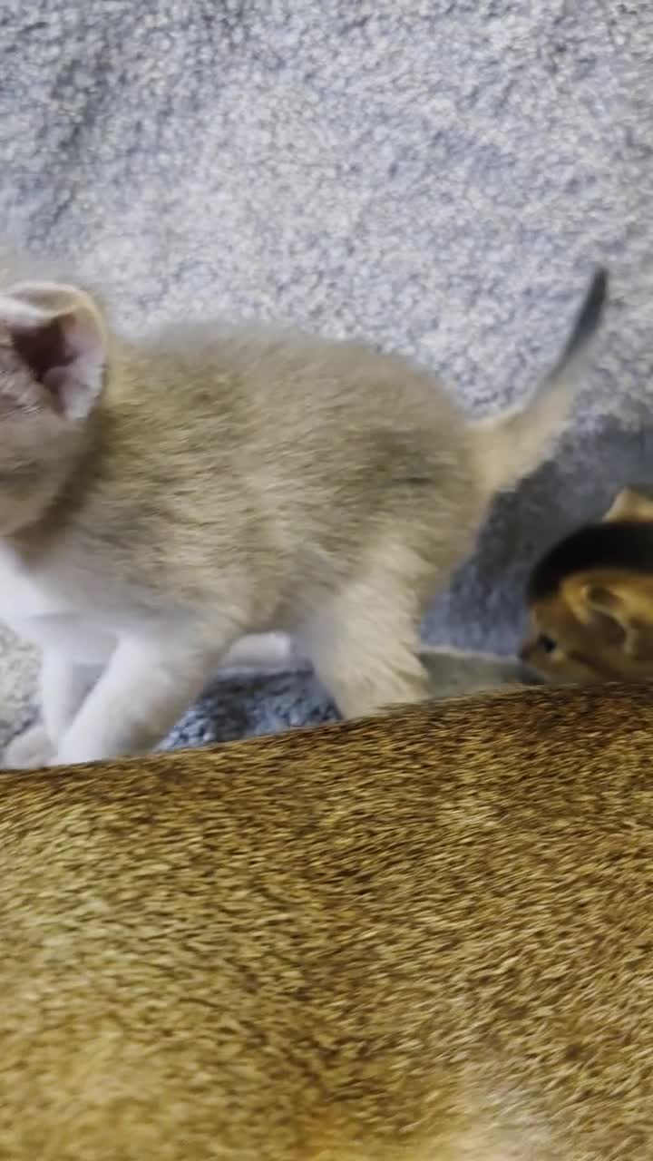 Abyssinian cats for sale: Abyssinian Kittens From Champion Bloodlines - Video 1