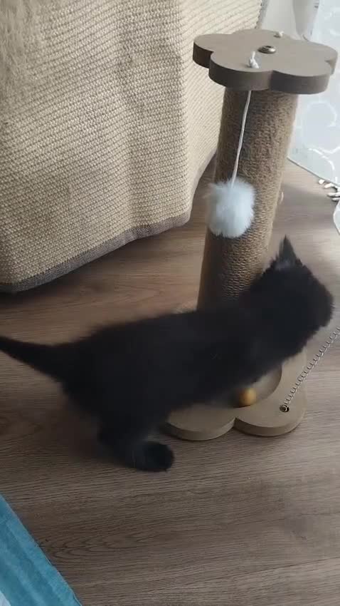 Mixed Breed cats for sale: 2 Kittens Ready for New Homes, 10 Weeks Old - Video 2
