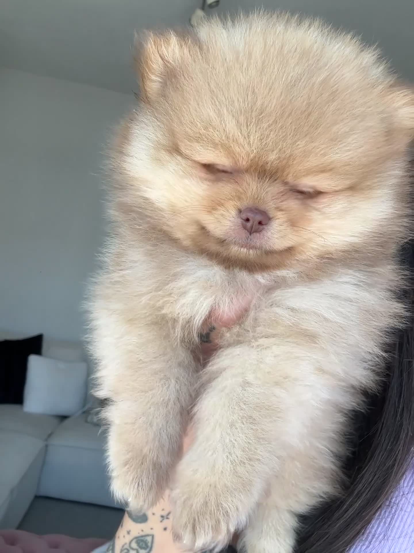 Pomeranian dogs for sale: READY TO GO🩵🐻2 stunning KC Pomeranian puppies🐻 - Video 3