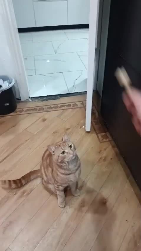 Mixed Breed cats for sale: Sushi  in Croydon - Video 3