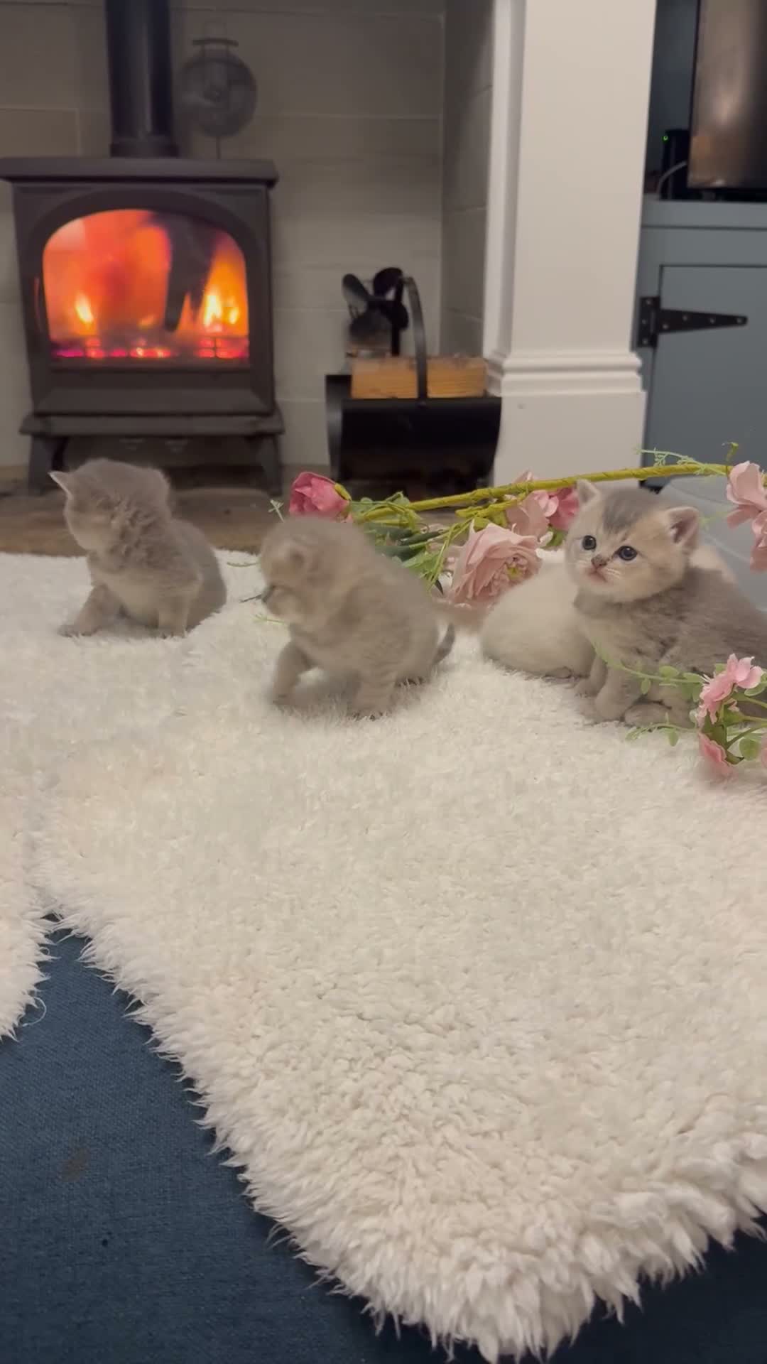 British Longhair cats for sale: GCCF Registered Pedigree British Longhair Kittens - Video 2