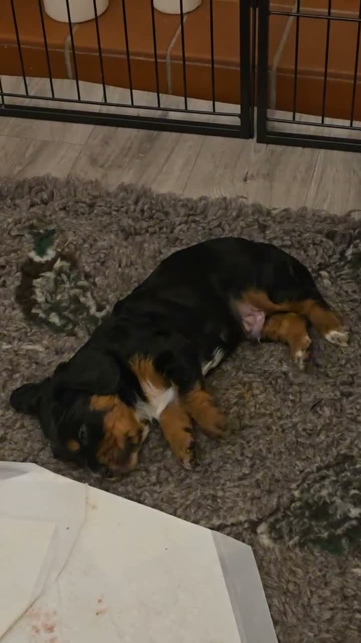 Cocker Spaniel dogs for sale: Working Cocker Spaniel Puppies, Black and Tan, Red - Video 3