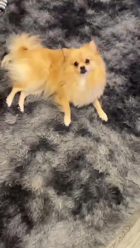 Pomchi dogs for sale: Girl pom - Video 2