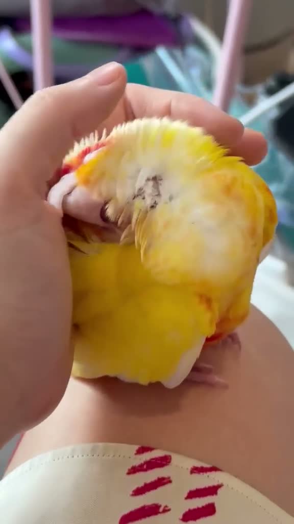 Conures birds for sale: Hand-Reared Baby Conures, Quakers & ringnecks - Video 2