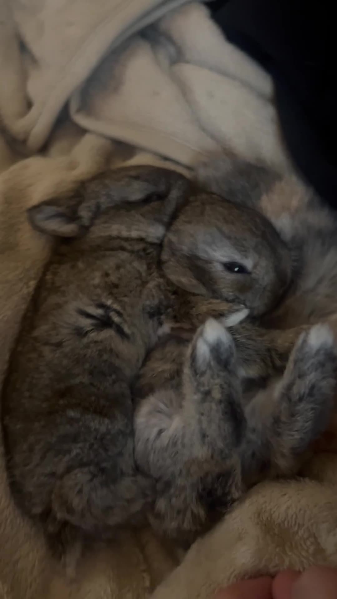 Mini Lop rabbits for sale: baby Mini lop bunnies - Video 2