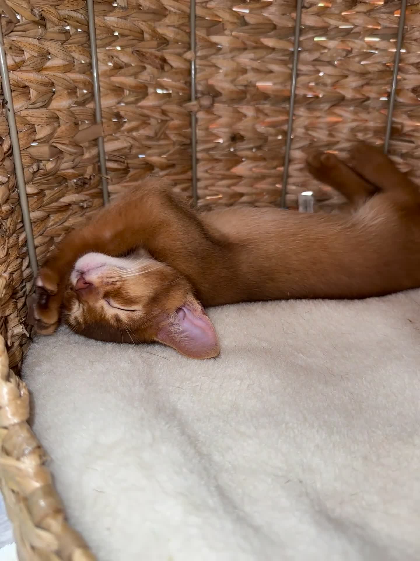 Abyssinian cats for sale: Last 3 kittens left ♥️💙 - Video 2