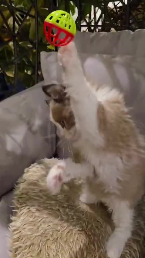 Ragdoll cats for sale: Rare European Long-Haired Ragdoll Kittens - Video 4