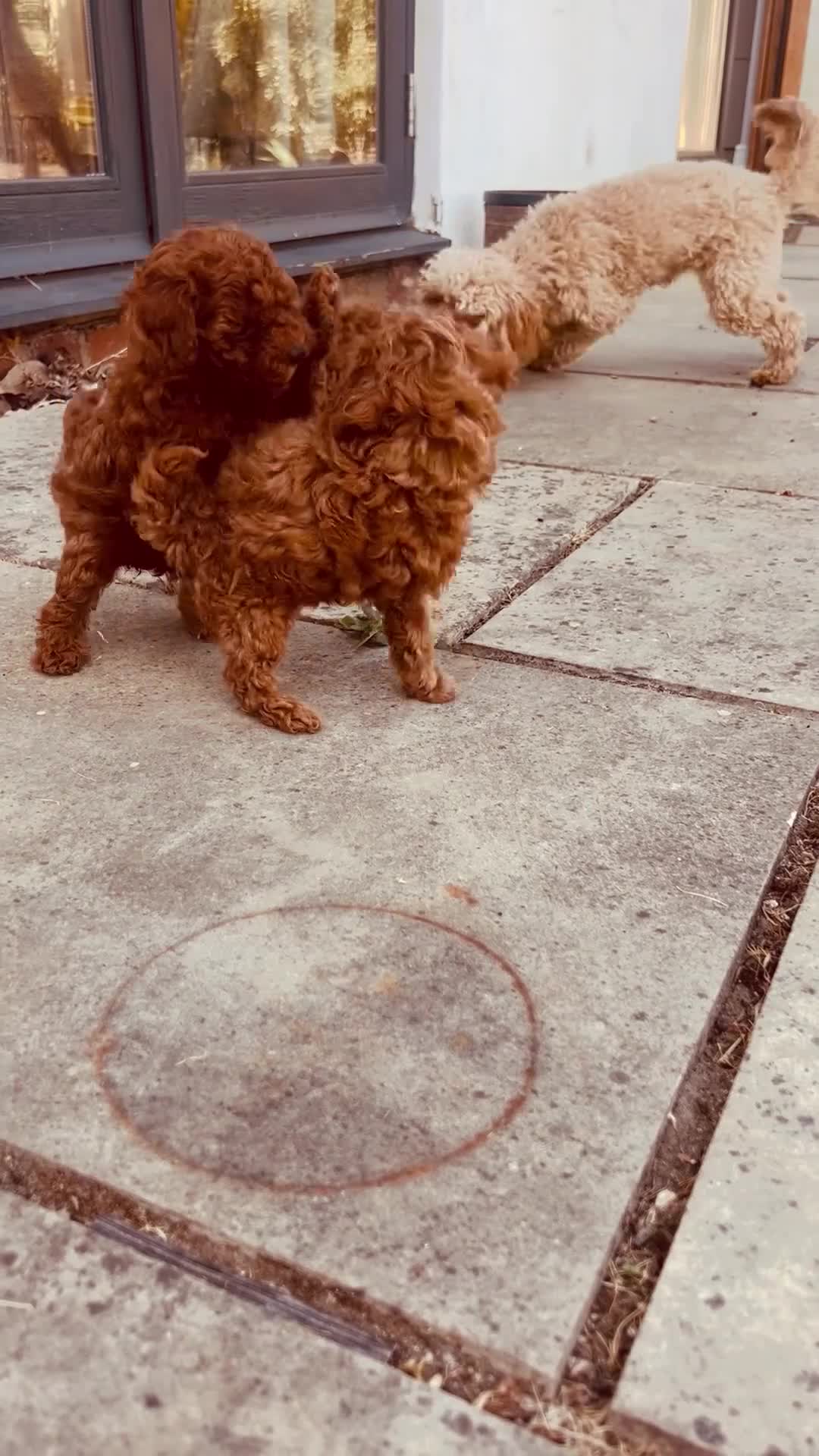 Toy Poodle dogs for sale: 🧸Asian poodle girl 🧸 in Bishop's Stortford - Video 2