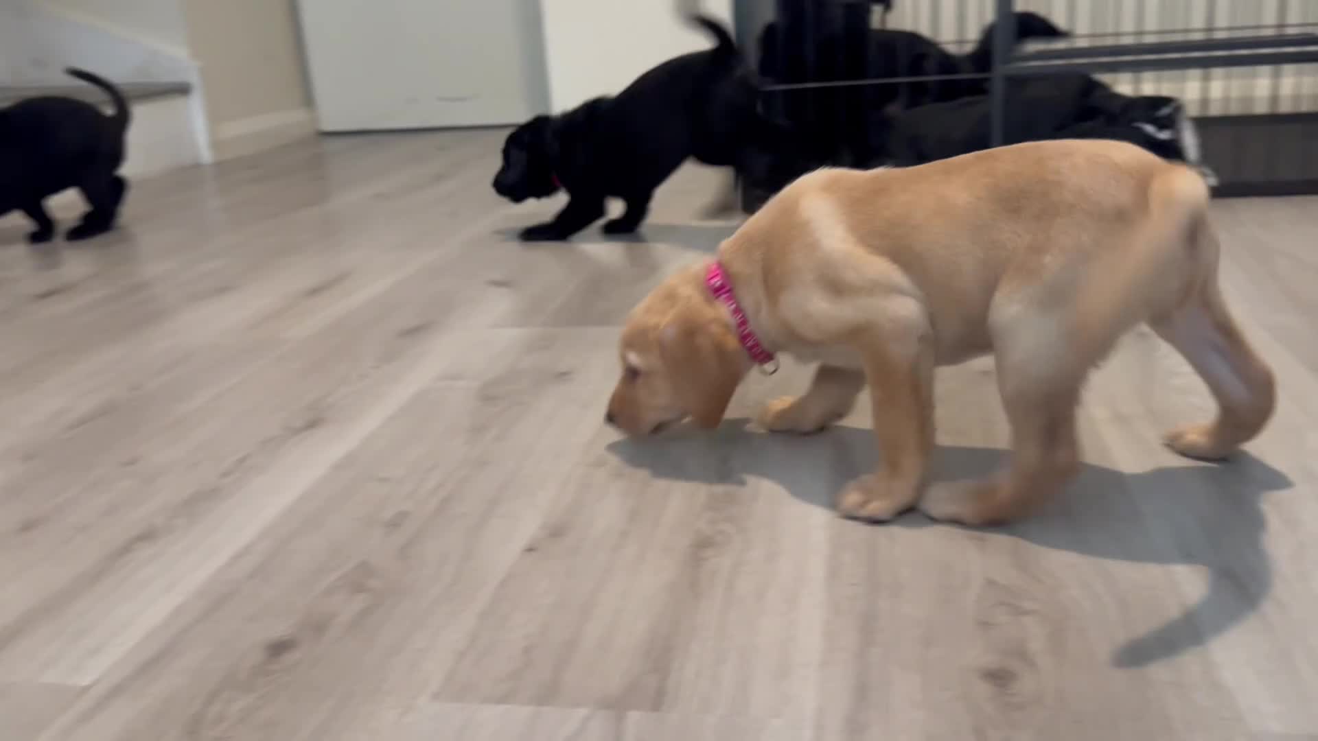 Labrador Retriever dogs for sale: KC Labrador Pups, Champion Line, Health Tested - Video 1