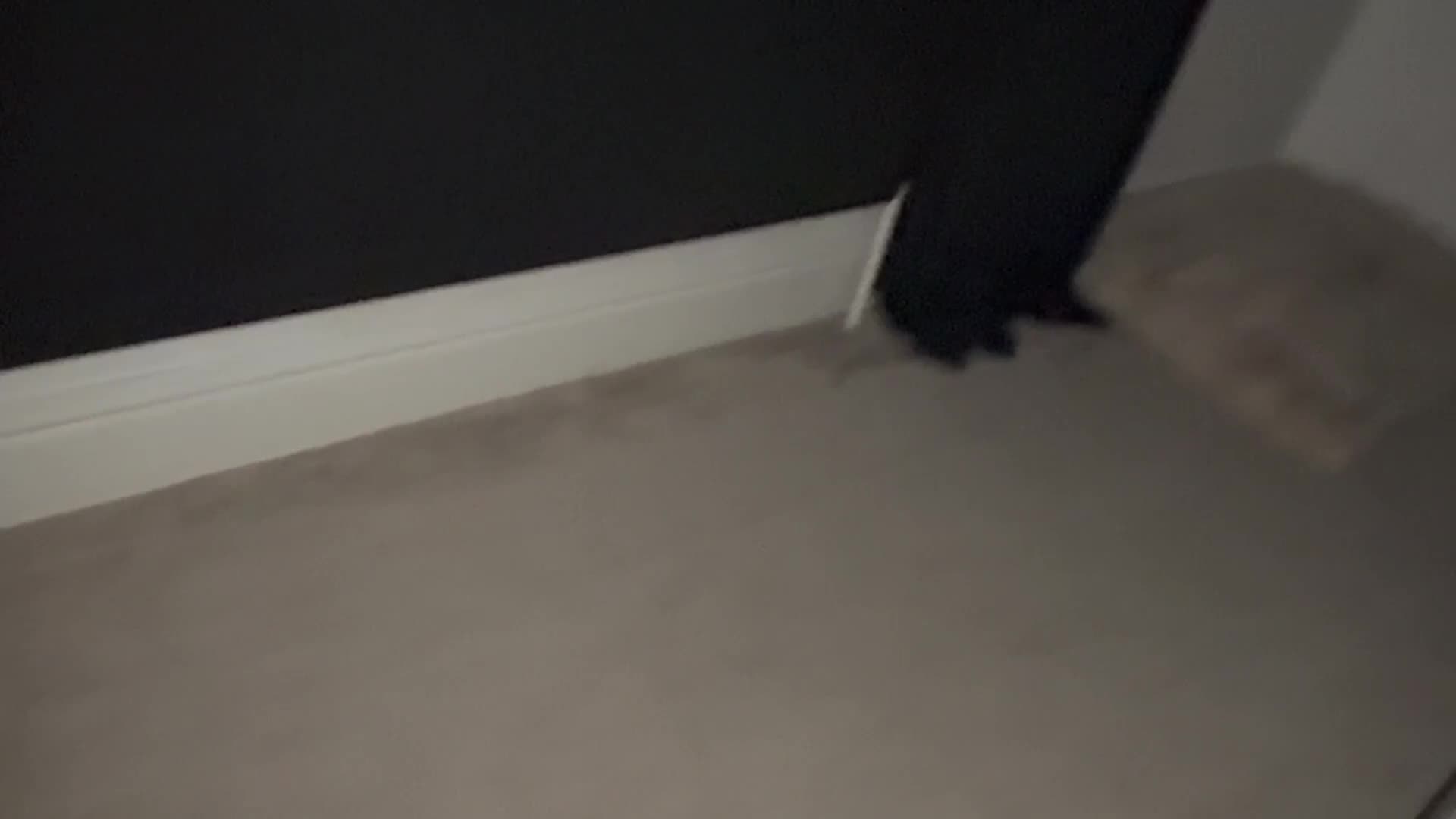 Pomeranian dogs for sale: Lucià - Video 3