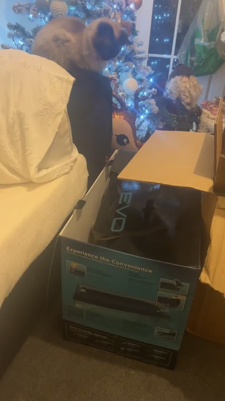 British Longhair cats for sale: British longhair Rio - Video 2