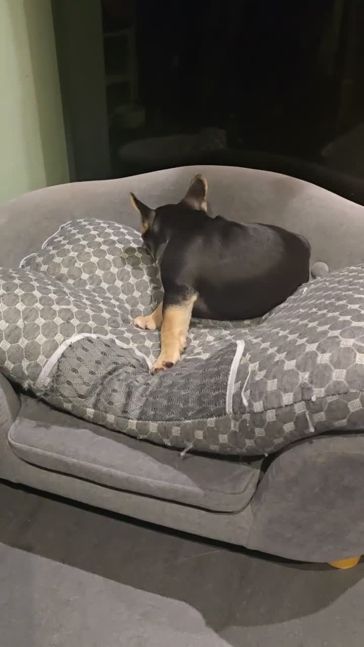 French Bulldog dogs for sale: Beautiful Female French Bulldog Puppy – Luna in London - Video 1