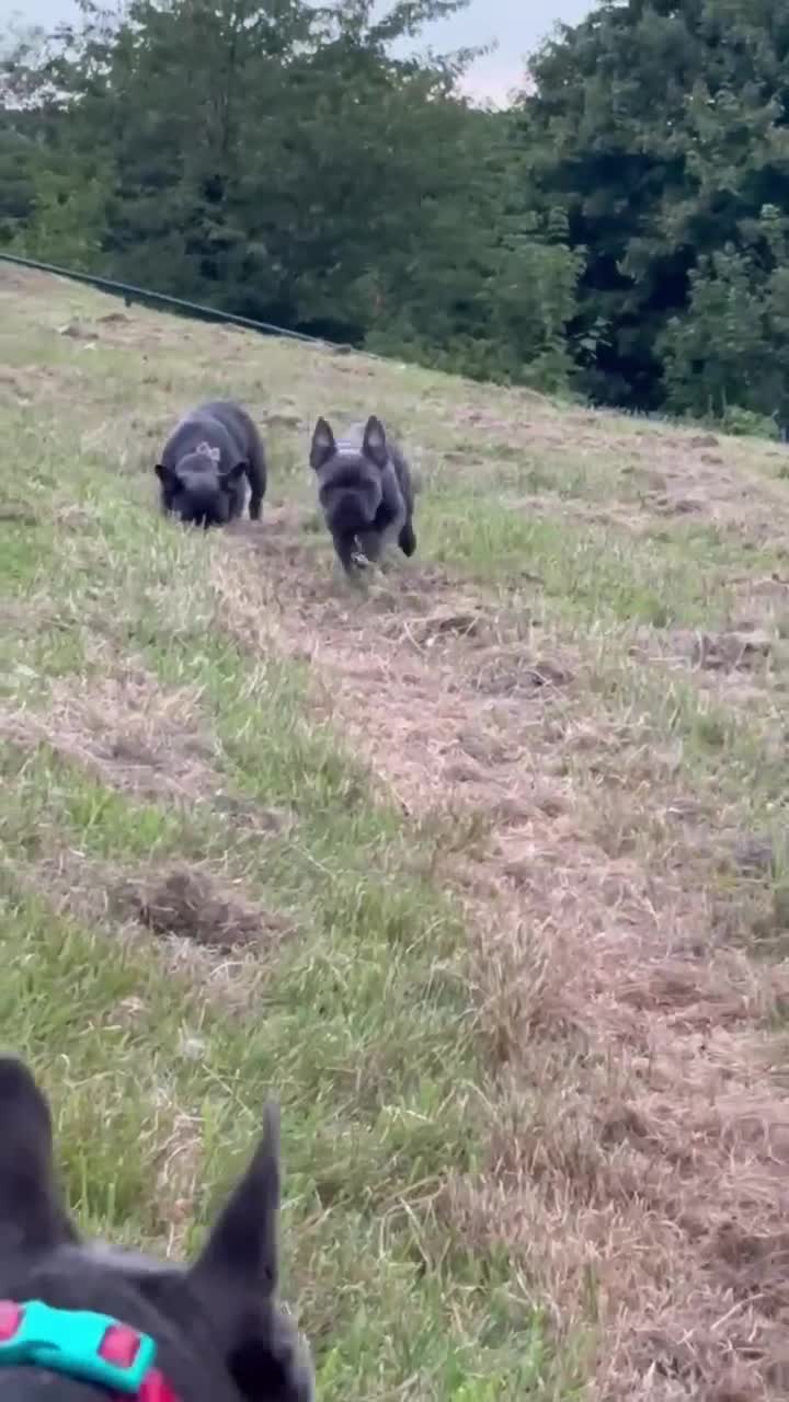 French Bulldog dogs for sale:  Last 2 puppies for  700 !!!   💕🐶 in Swansea - Video 3