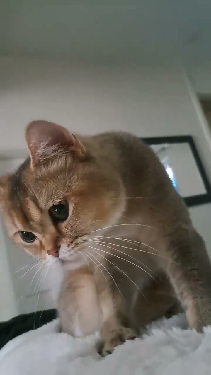 Scottish Fold cats for sale: Tica active registered  - Video 1