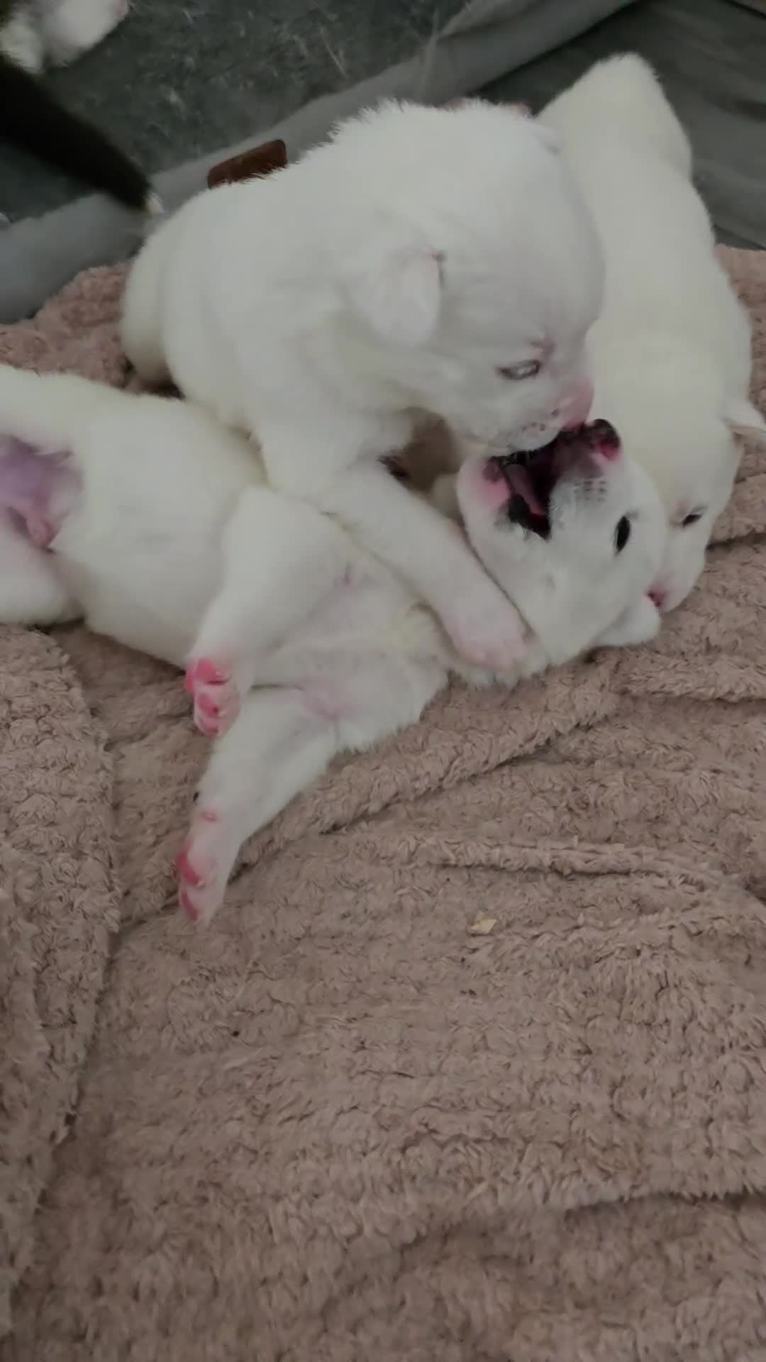 Siberian Husky dogs for sale: Siberian Husky Puppies - Video 2