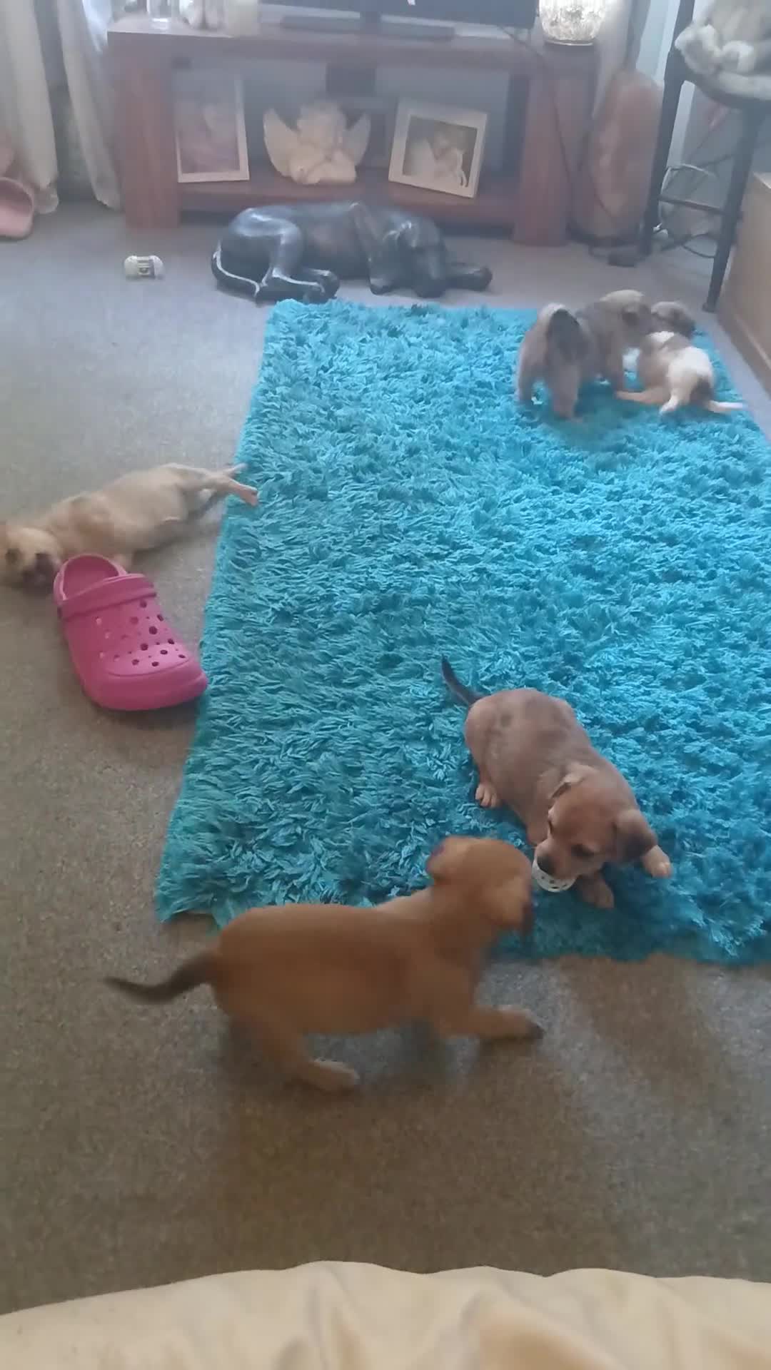 Mixed Breed dogs for sale: Beautiful chihuahua x norfolk terrier - Video 2
