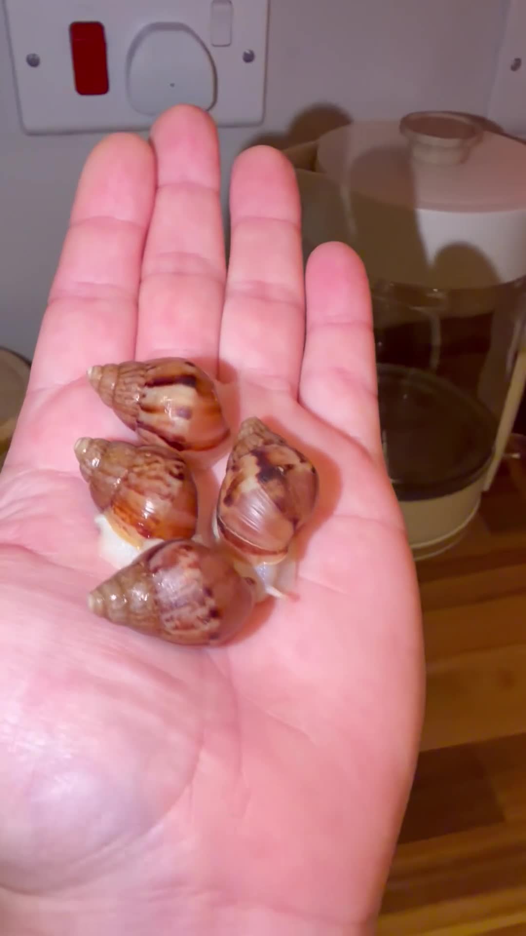 Snails invertebrates for sale: Albino Giant African Land Snails (Achatina Fulica) - Video 3