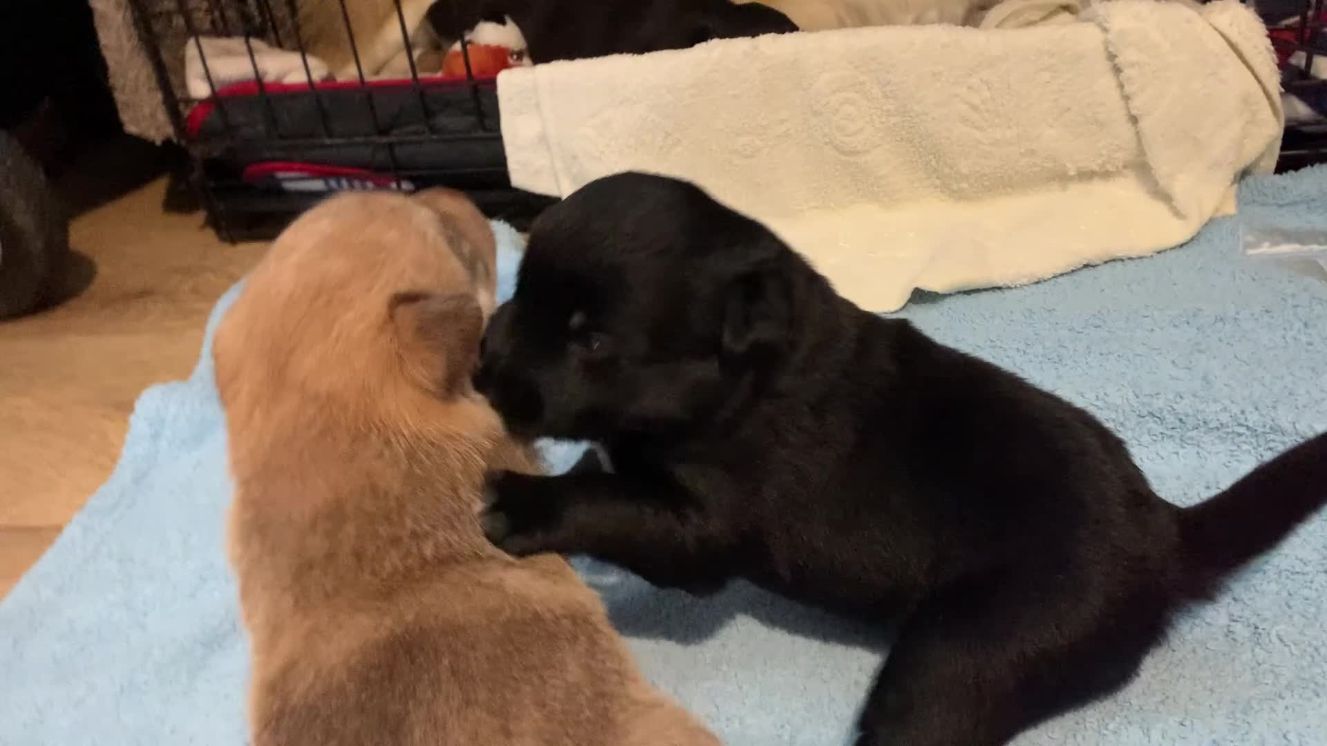 Mixed Breed dogs for sale: Collie mix pups in Gloucester - Video 3