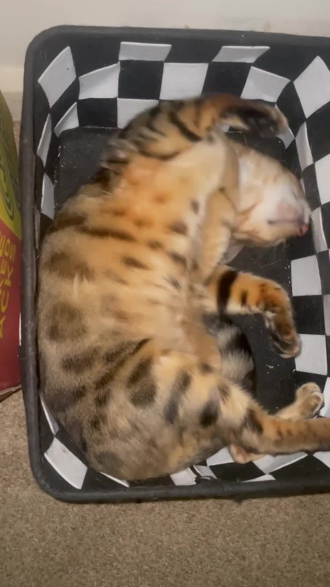 Bengal cats for sale: Bengal cat  - Video 1