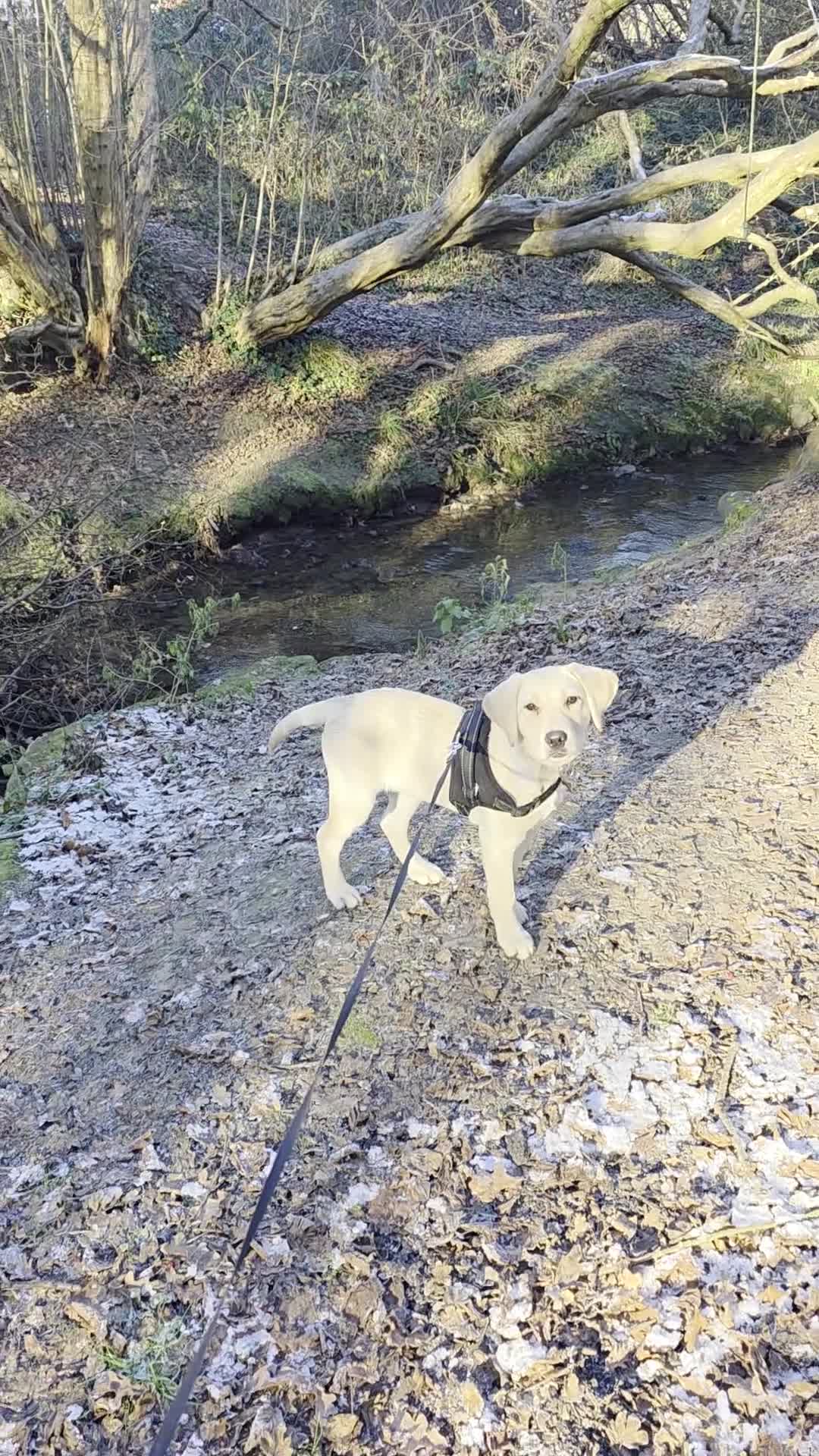 Labrador Retriever dogs for sale: Gorgeous 6 month Labrador - Fully trained - Video 1