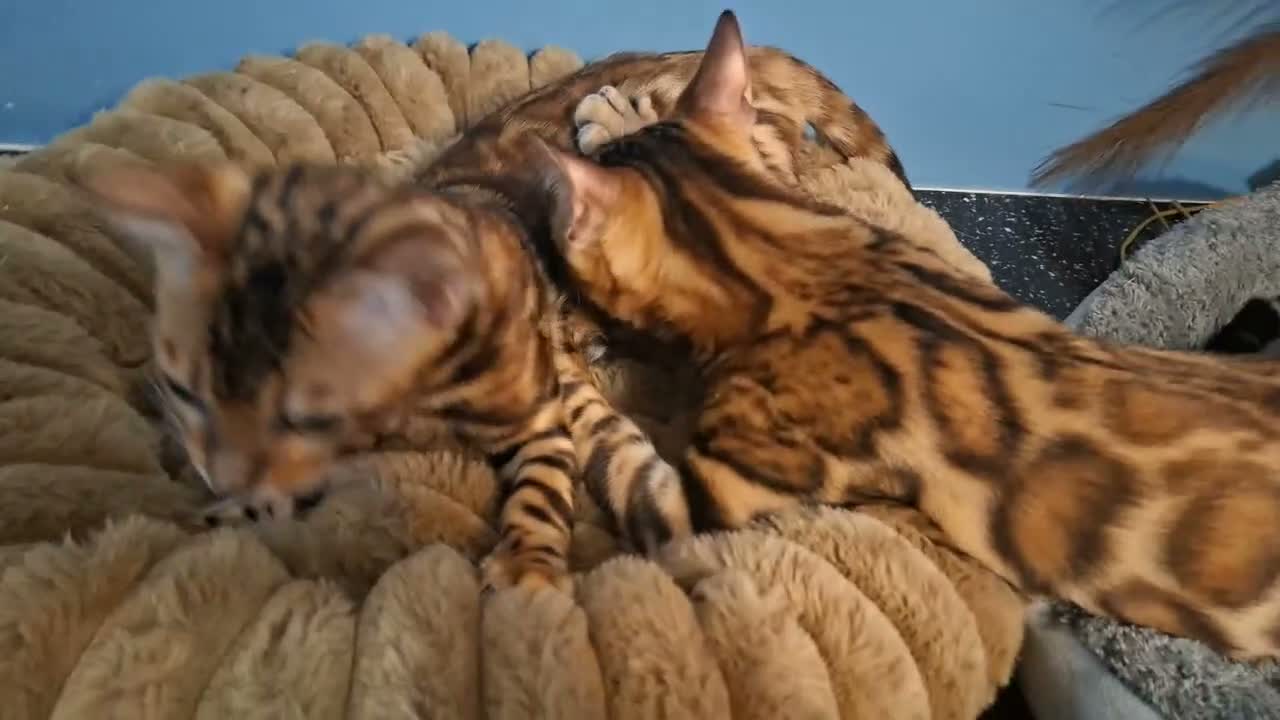 Bengal cats for sale: Stunning Bengal Kittens  - Video 1