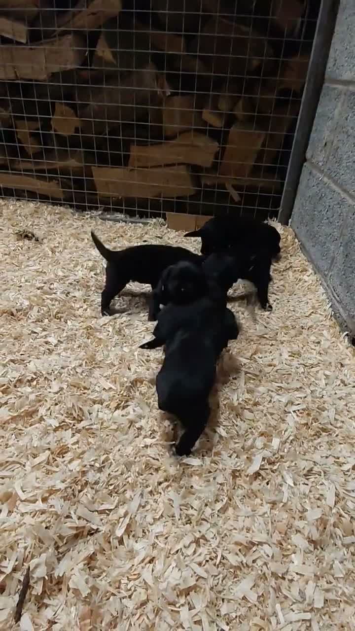 Mixed Breed dogs for sale:   Bernedoodle x labrador puppies - Video 1