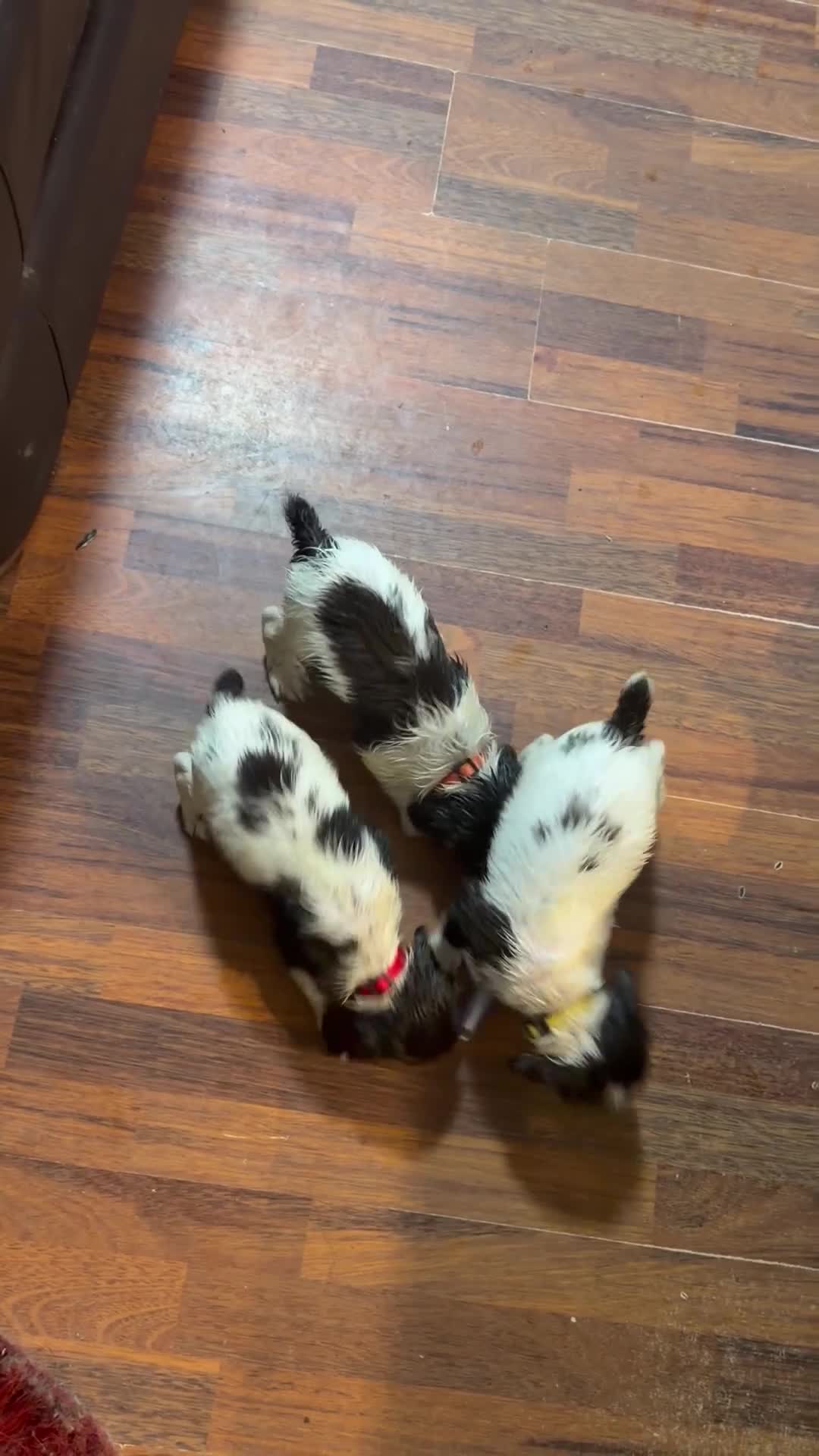 English Springer Spaniel dogs for sale: English springer spaniel working dogs in Accrington - Video 1