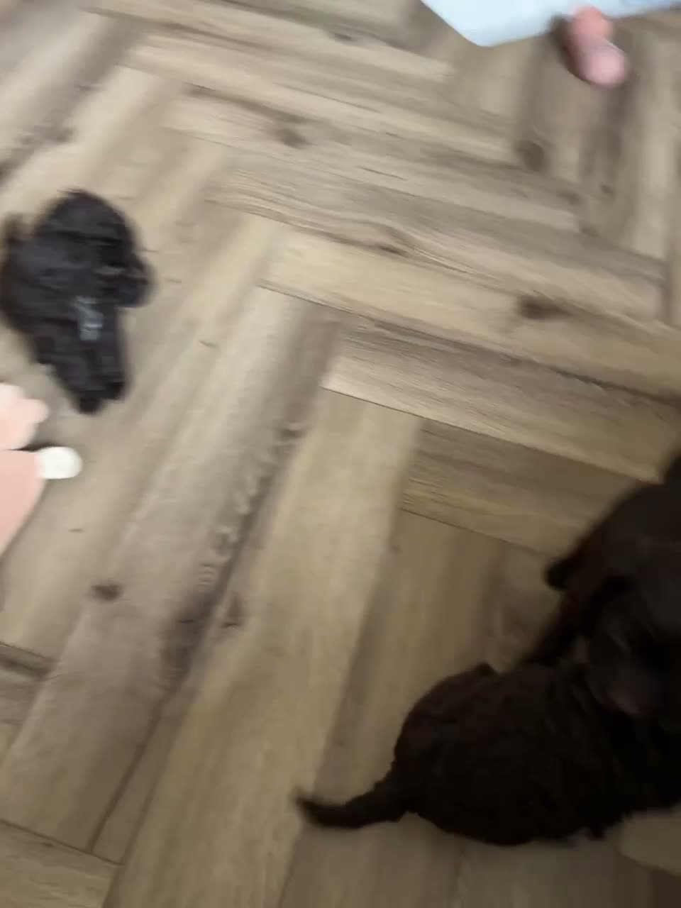 Cockapoo dogs for sale: **2 left** stunning Merle gene cockapoo puppies  - Video 1