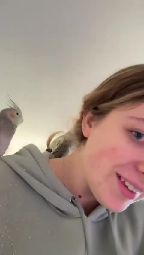 Cockatiels birds for sale: 2 Cockatiels - Hand reared - Video 1