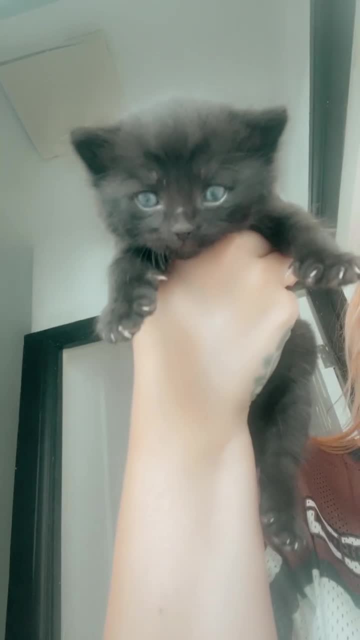 Bengal cats for sale: 4 Bengal kittens for sale  - Video 5
