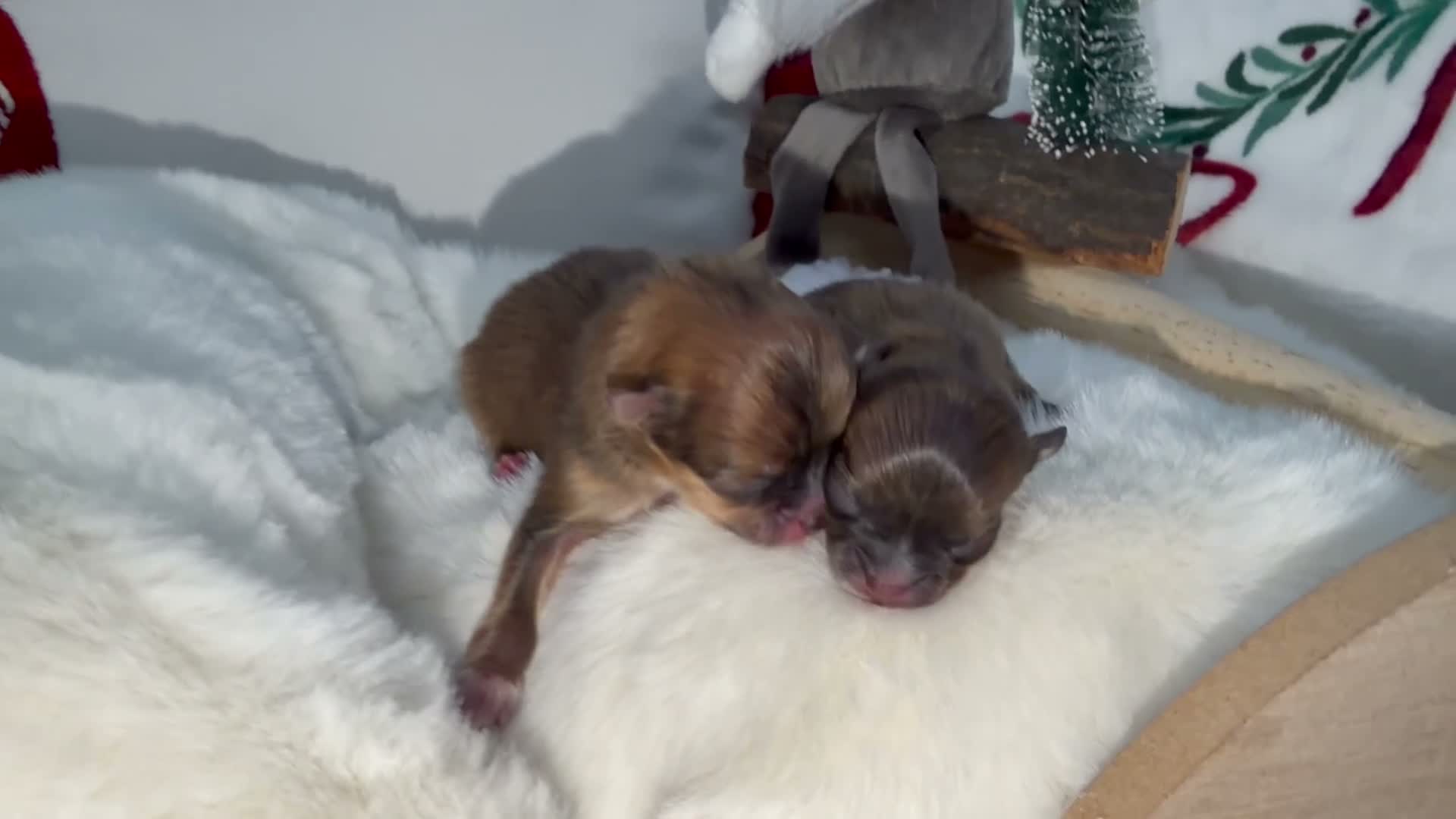 Pomeranian dogs for sale: Russian Pomeranian puppies - Video 1