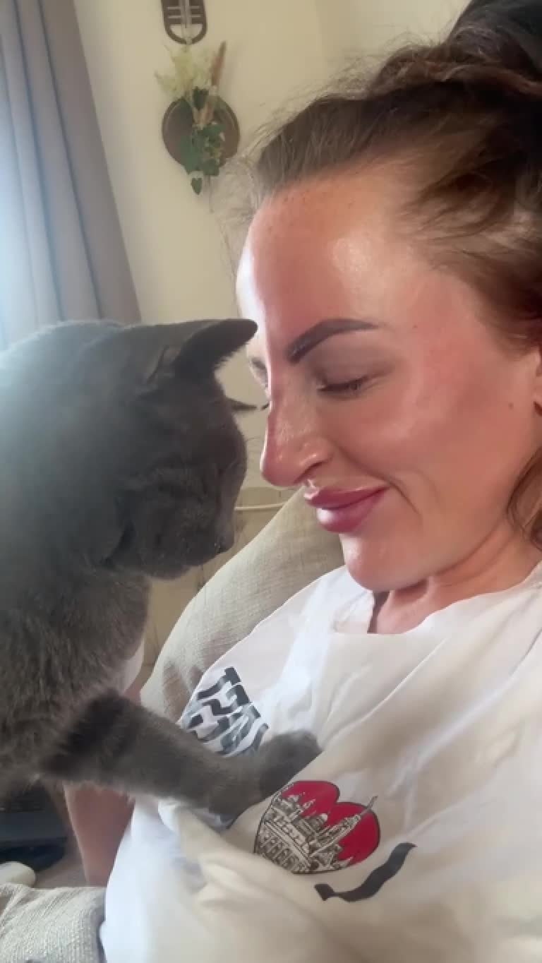 Mixed Breed cats for sale: Affectionate boy Zircon - Video 1