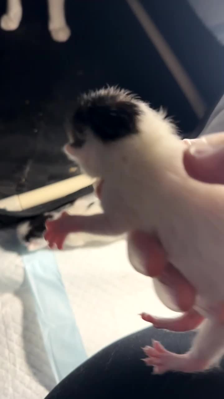 Bengal cats for sale: Bengal x ragdoll kittens  in Highbridge - Video 4